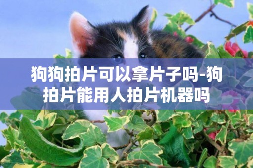 狗狗拍片可以拿片子嗎-狗拍片能用人拍片機器嗎