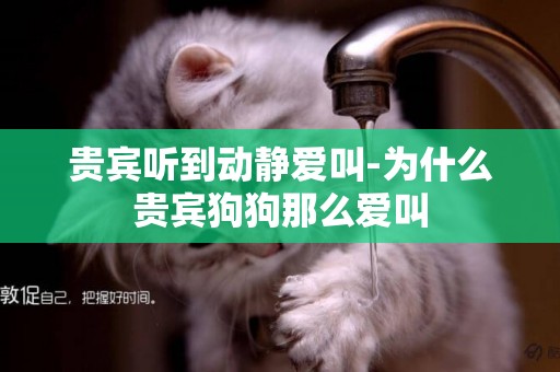 貴賓聽到動靜愛叫-為什么貴賓狗狗那么愛叫