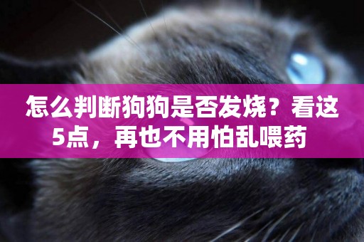 怎么判斷狗狗是否發燒？看這5點，再也不用怕亂喂藥 