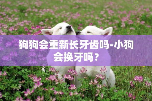 狗狗會重新長牙齒嗎-小狗會換牙嗎？