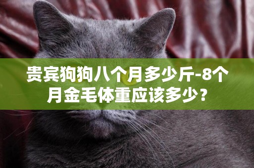 貴賓狗狗八個月多少斤-8個月金毛體重應該多少？