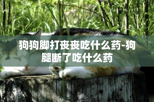 狗狗腳打喪喪吃什么藥-狗腿斷了吃什么藥