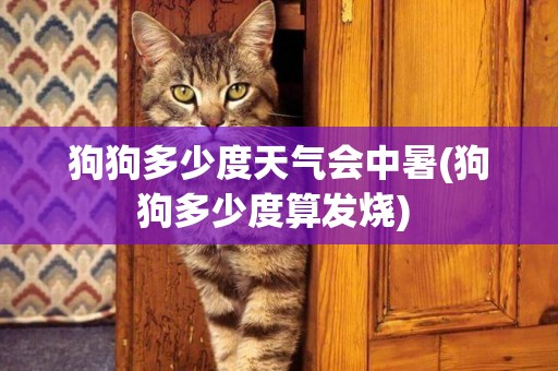狗狗多少度天氣會中暑(狗狗多少度算發燒) 