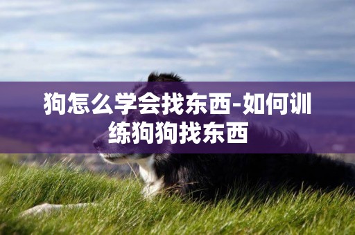 狗怎么學會找東西-如何訓練狗狗找東西