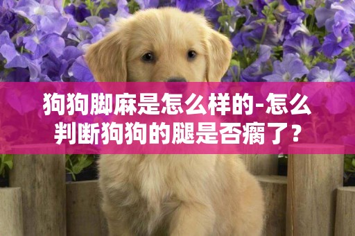 狗狗腳麻是怎么樣的-怎么判斷狗狗的腿是否瘸了？