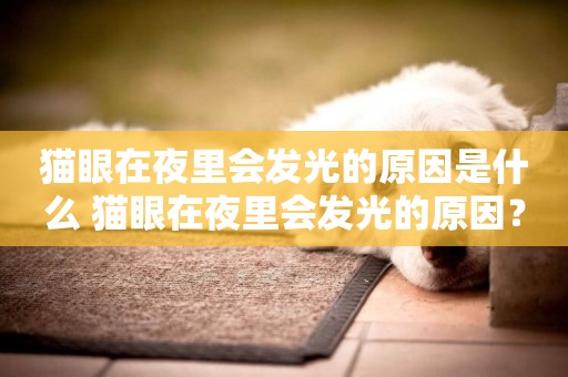 貓眼在夜里會發光的原因是什么 貓眼在夜里會發光的原因？