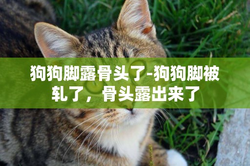狗狗腳露骨頭了-狗狗腳被軋了，骨頭露出來了