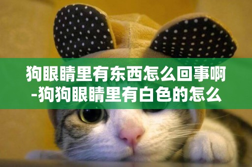 狗眼睛里有東西怎么回事啊-狗狗眼睛里有白色的怎么回事