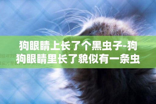 狗眼睛上長了個黑蟲子-狗狗眼睛里長了貌似有一條蟲子.