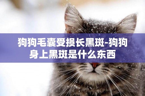 狗狗毛囊受損長黑斑-狗狗身上黑斑是什么東西