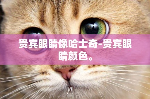 貴賓眼睛像哈士奇-貴賓眼睛顏色。
