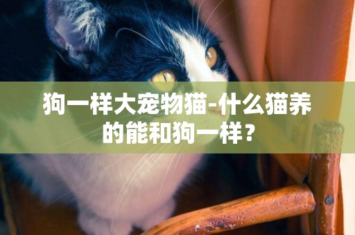 狗一樣大寵物貓-什么貓養的能和狗一樣？