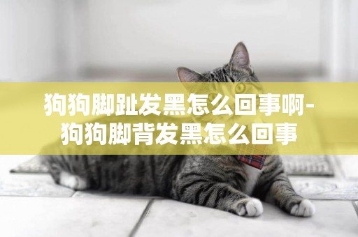 狗狗腳趾發黑怎么回事啊-狗狗腳背發黑怎么回事