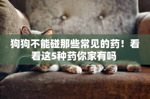 狗狗不能碰那些常見的藥！看看這5種藥你家有嗎 