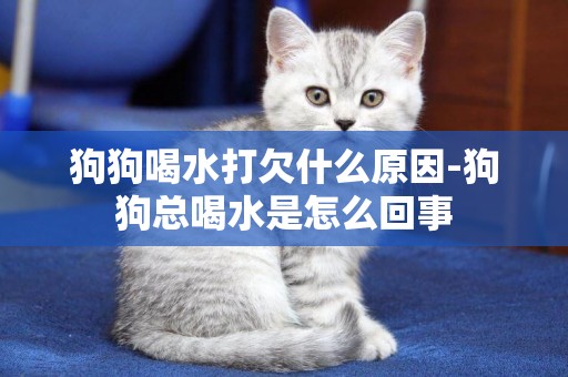 狗狗喝水打欠什么原因-狗狗總喝水是怎么回事