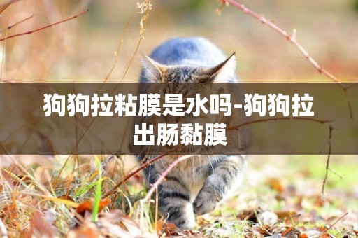 狗狗拉粘膜是水嗎-狗狗拉出腸黏膜