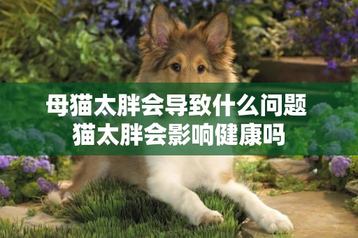 母貓太胖會導致什么問題 貓太胖會影響健康嗎