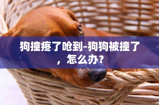 狗撞疼了嗆到-狗狗被撞了，怎么辦？