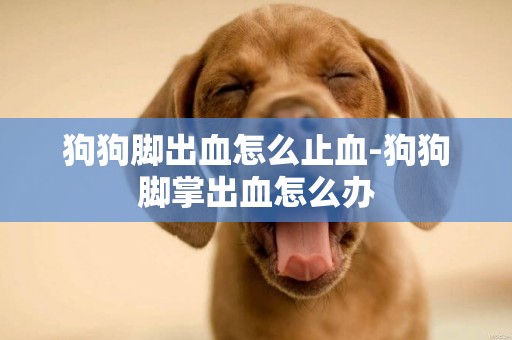 狗狗腳出血怎么止血-狗狗腳掌出血怎么辦