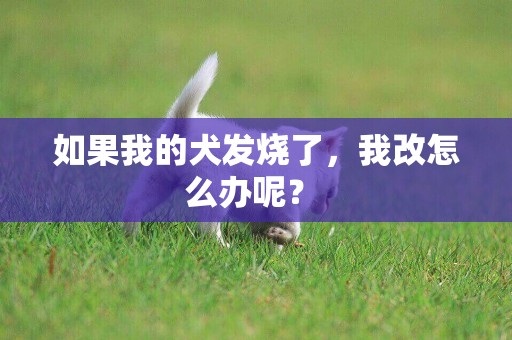 如果我的犬發燒了，我改怎么辦呢？ 