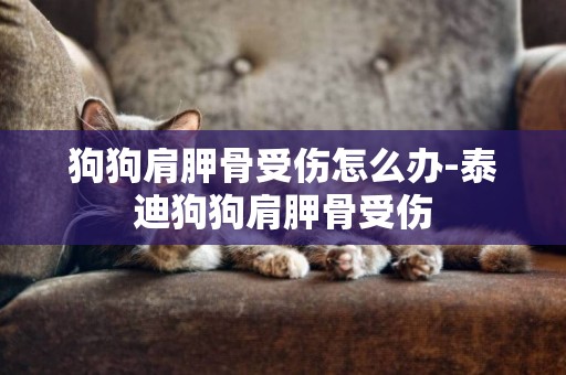 狗狗肩胛骨受傷怎么辦-泰迪狗狗肩胛骨受傷