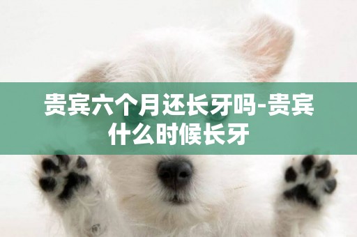 貴賓六個月還長牙嗎-貴賓什么時候長牙
