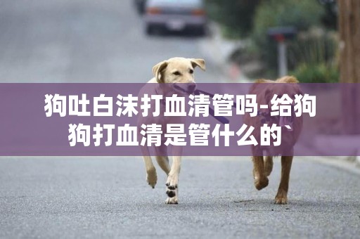 狗吐白沫打血清管嗎-給狗狗打血清是管什么的`