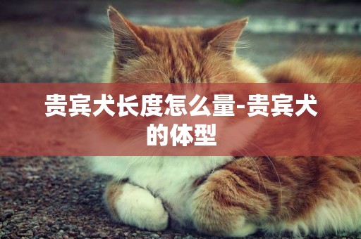 貴賓犬長度怎么量-貴賓犬的體型