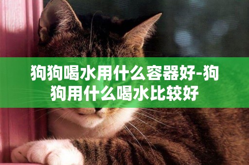 狗狗喝水用什么容器好-狗狗用什么喝水比較好
