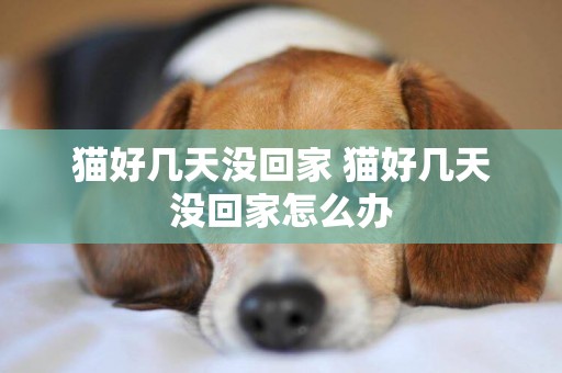 貓好幾天沒回家 貓好幾天沒回家怎么辦