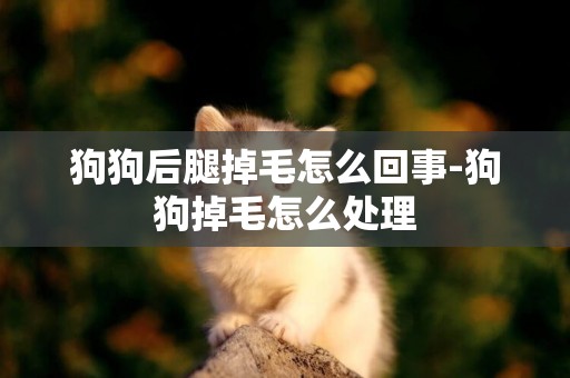 狗狗后腿掉毛怎么回事-狗狗掉毛怎么處理