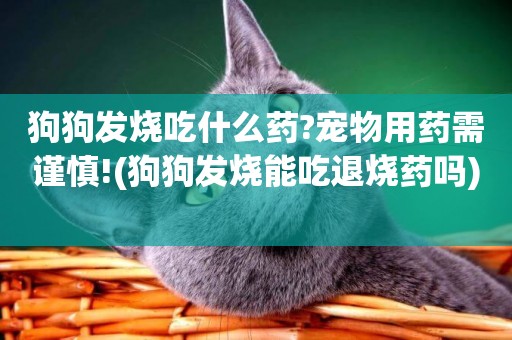 狗狗發燒吃什么藥?寵物用藥需謹慎!(狗狗發燒能吃退燒藥嗎) 
