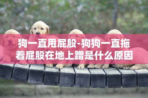 狗一直甩屁股-狗狗一直拖著屁股在地上蹭是什么原因啊