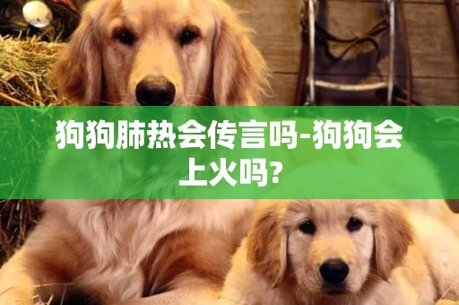狗狗肺熱會傳言嗎-狗狗會上火嗎?