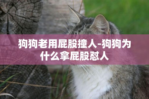 狗狗老用屁股撞人-狗狗為什么拿屁股懟人