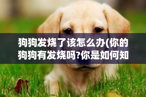 狗狗發燒了該怎么辦(你的狗狗有發燒嗎?你是如何知道?應該怎么處理呢) 
