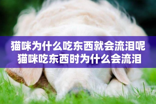 貓咪為什么吃東西就會流淚呢 貓咪吃東西時為什么會流淚
