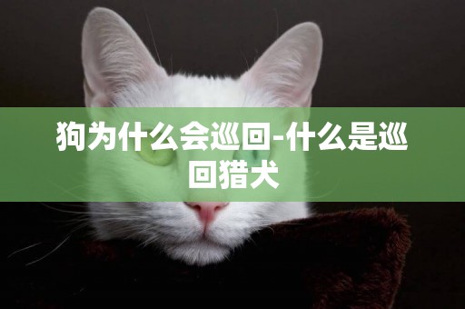 狗為什么會巡回-什么是巡回獵犬