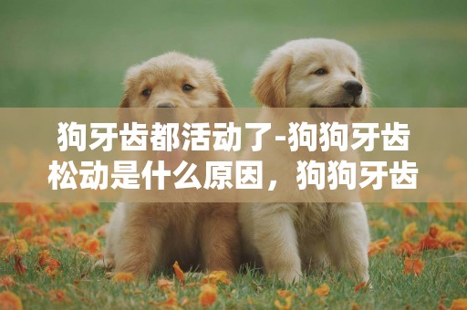 狗牙齒都活動了-狗狗牙齒松動是什么原因，狗狗牙齒松了怎么辦