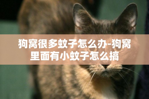 狗窩很多蚊子怎么辦-狗窩里面有小蚊子怎么搞