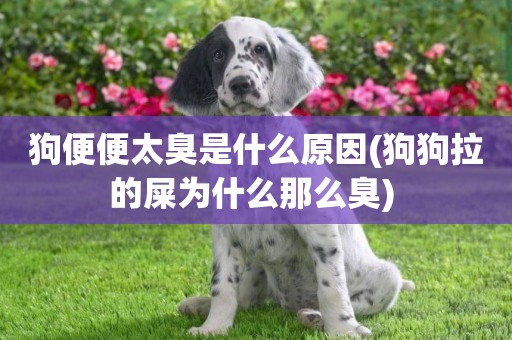 狗便便太臭是什么原因(狗狗拉的屎為什么那么臭) 
