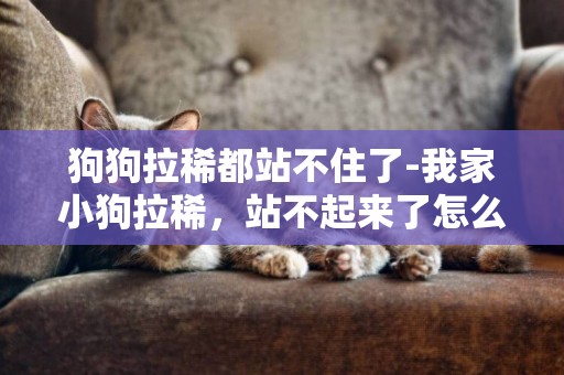 狗狗拉稀都站不住了-我家小狗拉稀，站不起來了怎么辦？