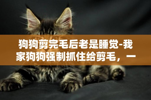 狗狗剪完毛后老是睡覺-我家狗狗強制抓住給剪毛，一直就愛睡覺是什么原因