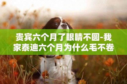 貴賓六個月了眼睛不圓-我家泰迪六個月為什么毛不卷