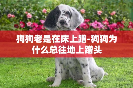 狗狗老是在床上蹭-狗狗為什么總往地上蹭頭