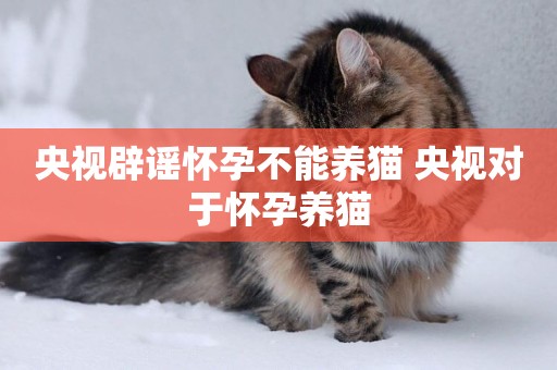 央視辟謠懷孕不能養貓 央視對于懷孕養貓