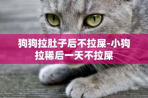 狗狗拉肚子后不拉屎-小狗拉稀后一天不拉屎
