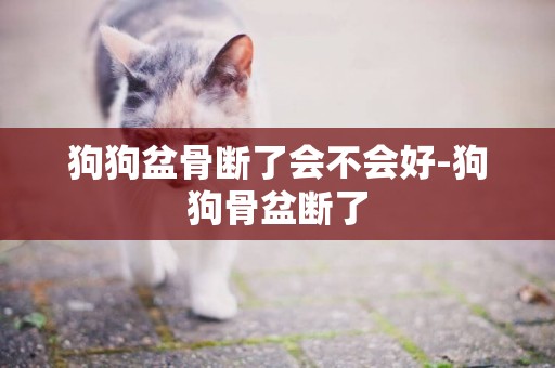 狗狗盆骨斷了會不會好-狗狗骨盆斷了