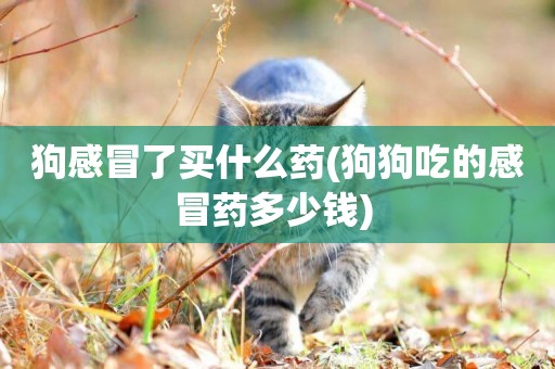 狗感冒了買什么藥(狗狗吃的感冒藥多少錢) 