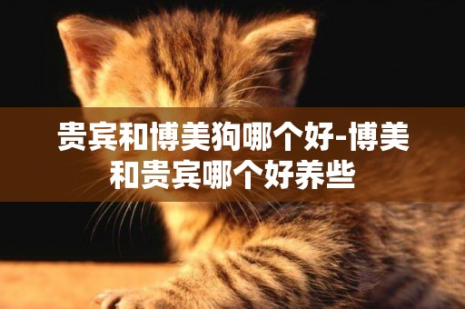 貴賓和博美狗哪個好-博美和貴賓哪個好養些